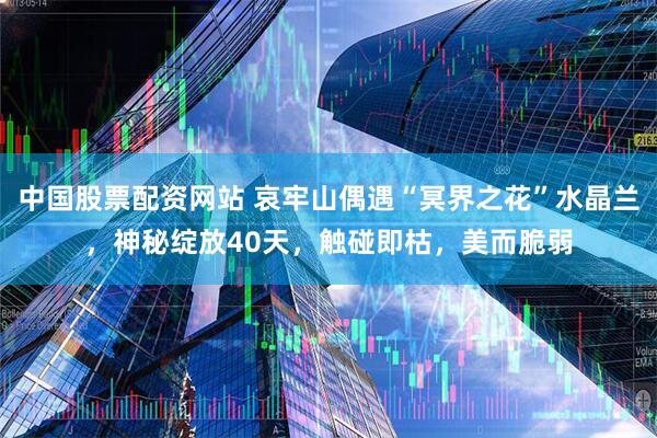 中国股票配资网站 哀牢山偶遇“冥界之花”水晶兰，神秘绽放40天，触碰即枯，美而脆弱